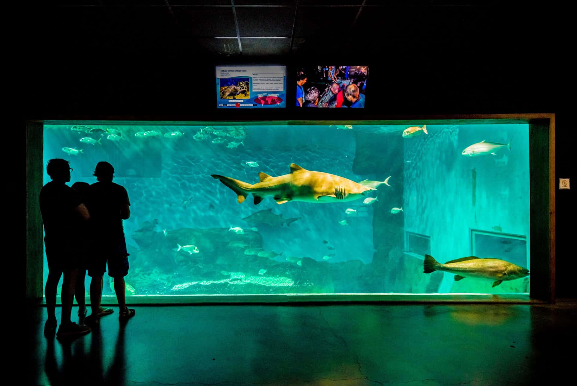 aquarium de seville aquarium de seville
