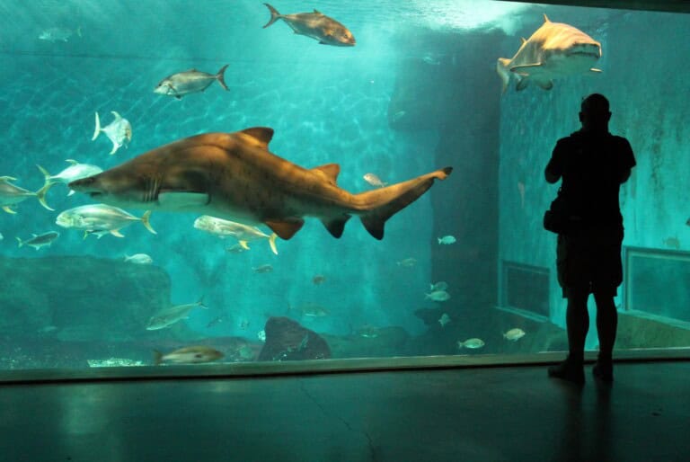 Billet d'entrée à l'aquarium