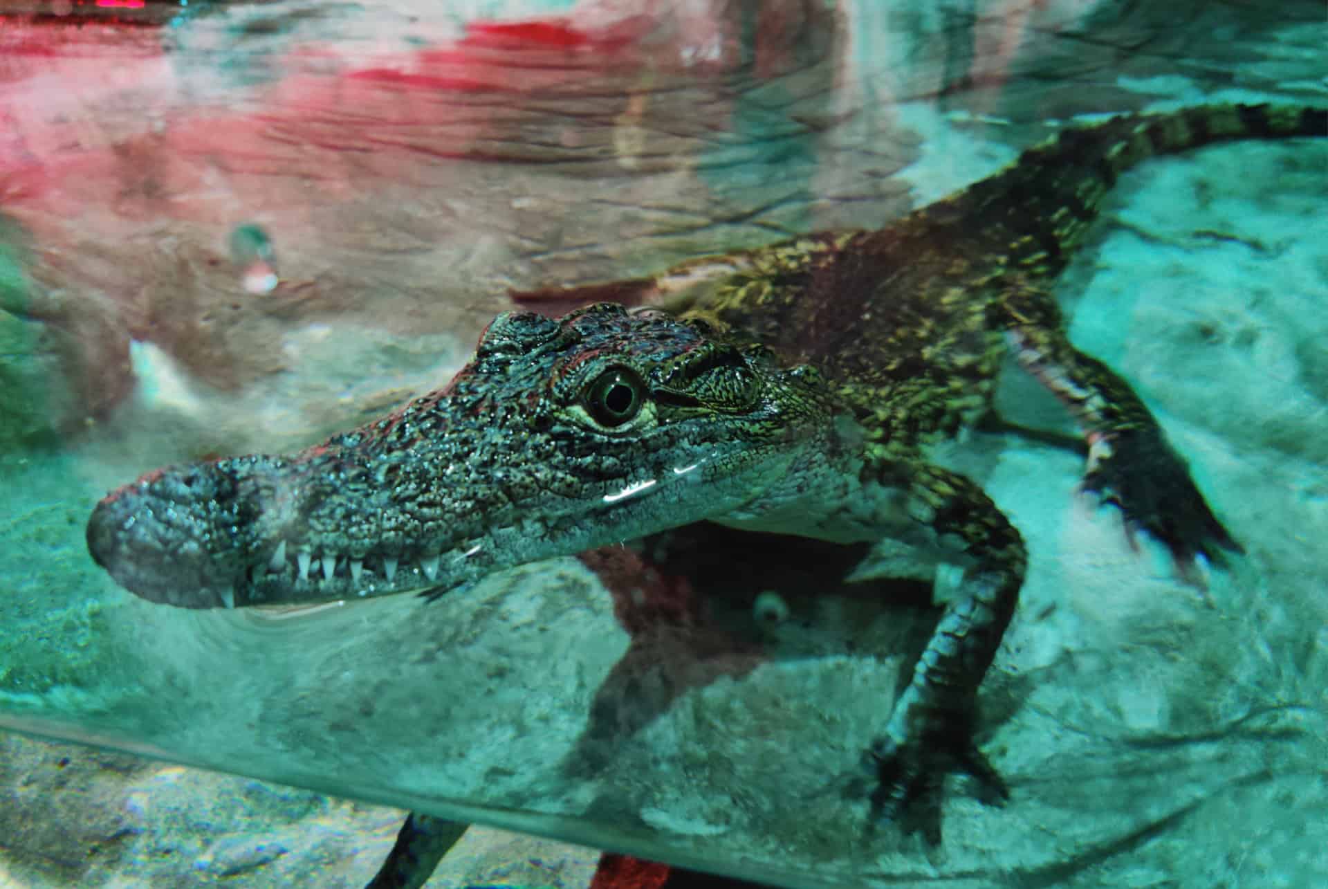crocodile crocodile