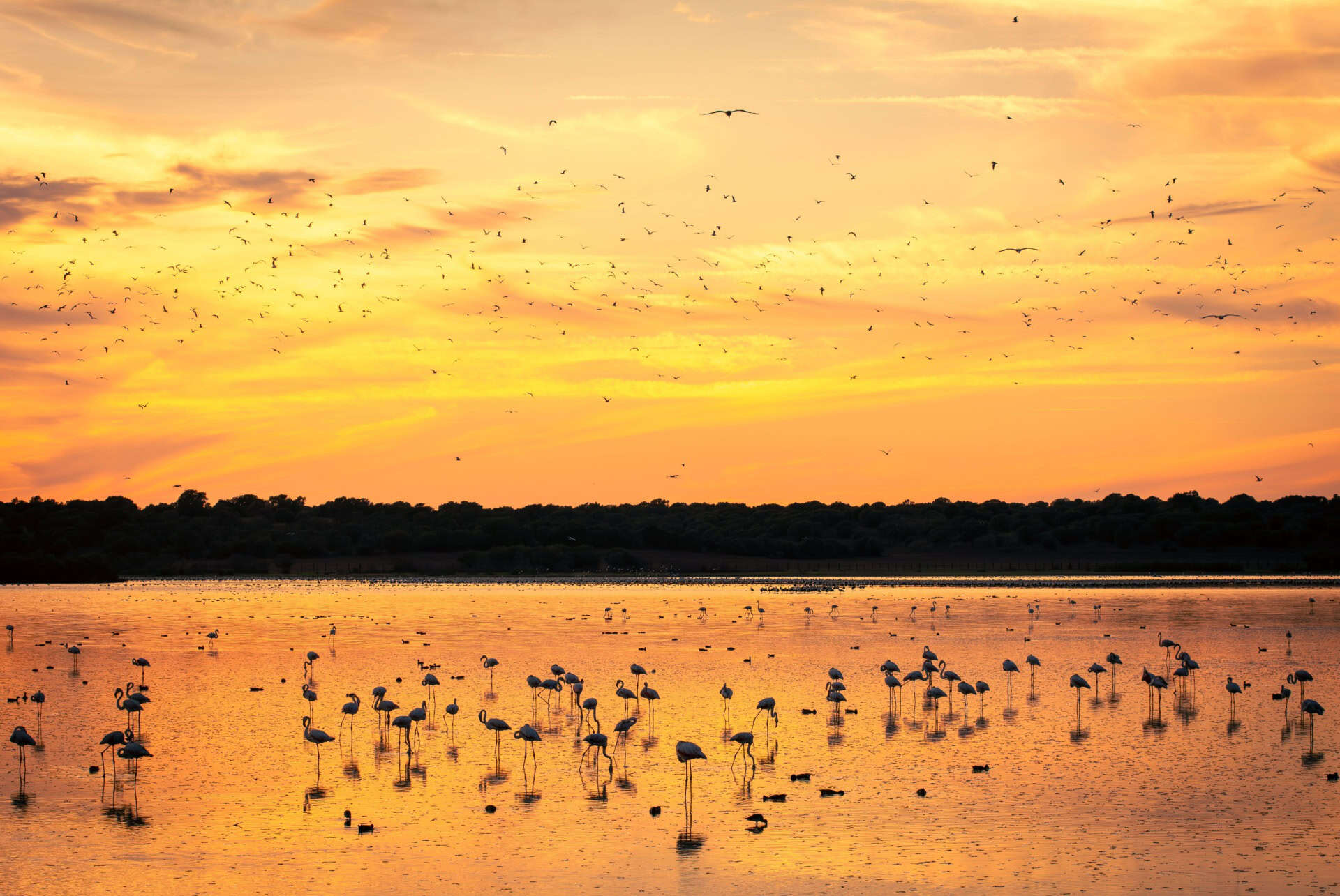Coucher de soleil dans le parc national de Doñana Coucher de soleil dans le parc national de Doñana