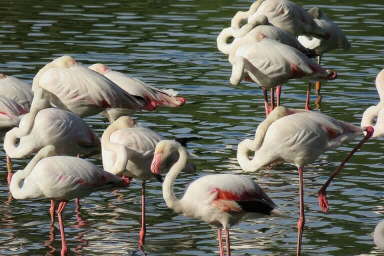 Journée au parc national de Doñana