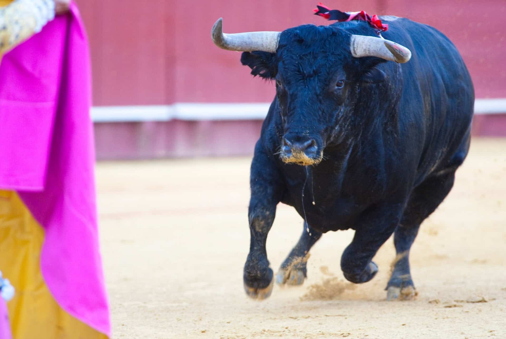 corrida seville corrida seville