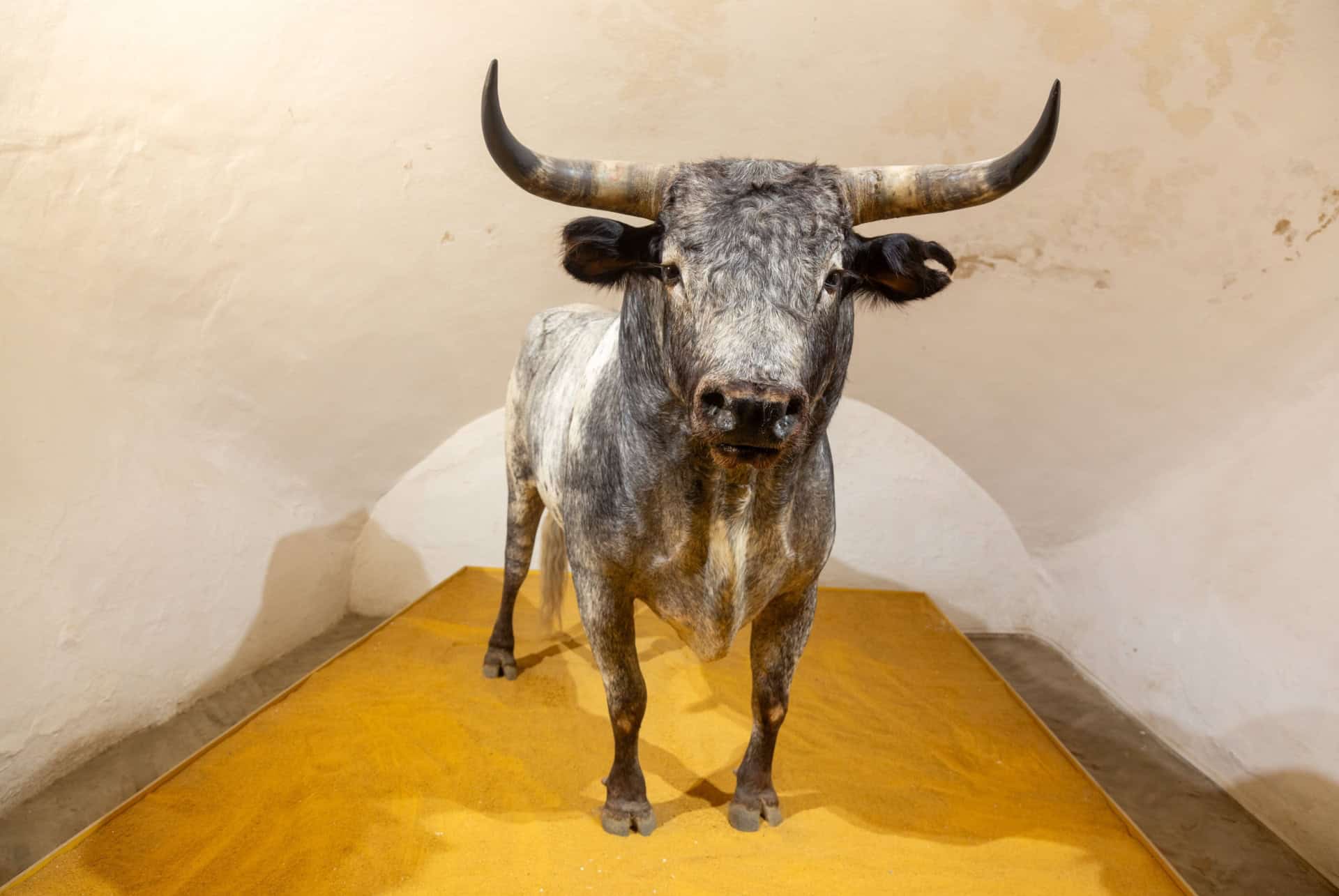 musee des arenes de seville musee des arenes de seville