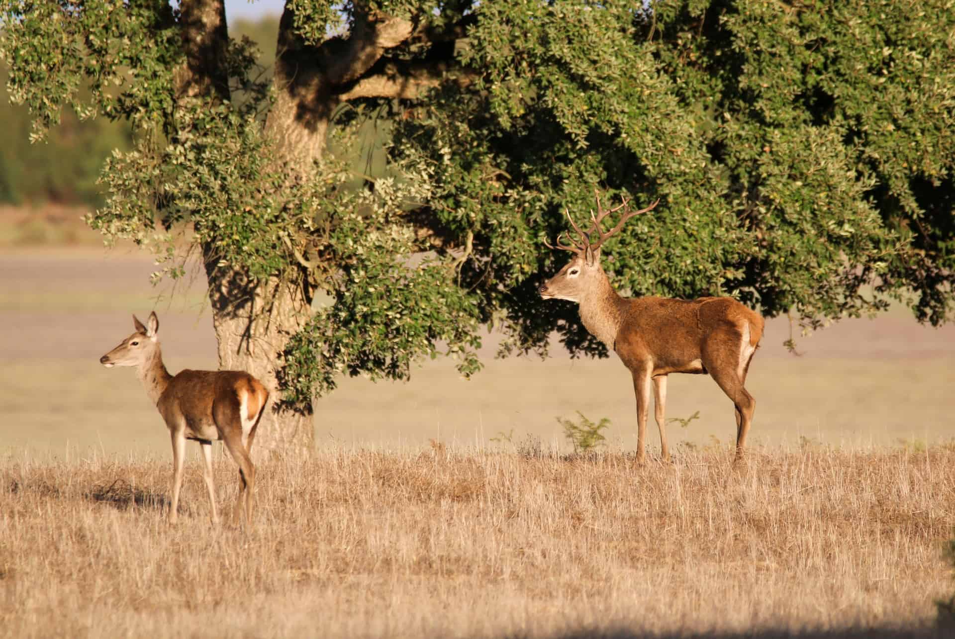cerfs