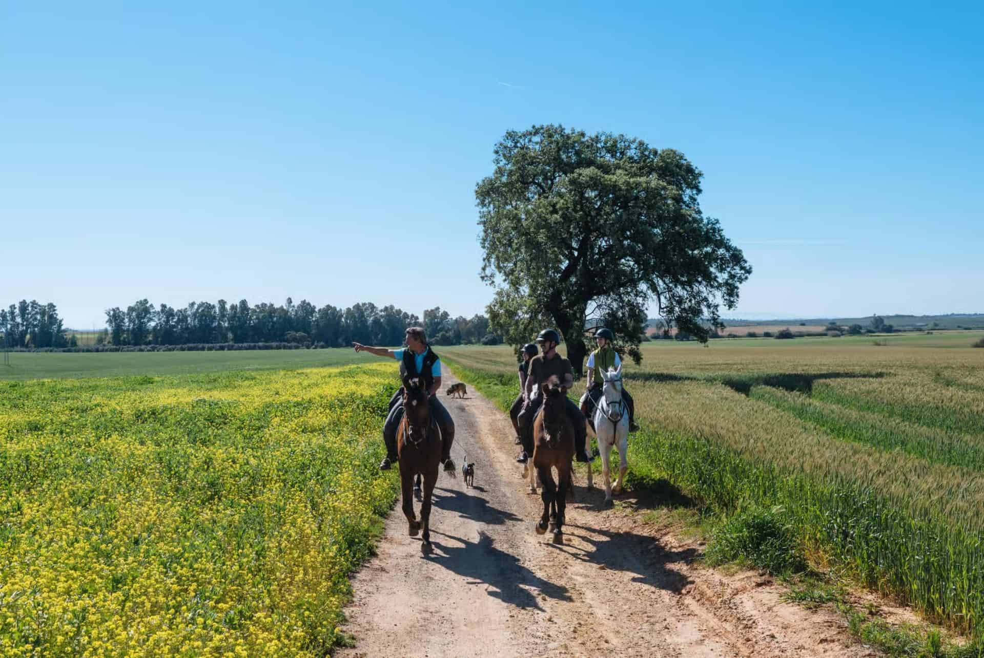 cheval parc de donana