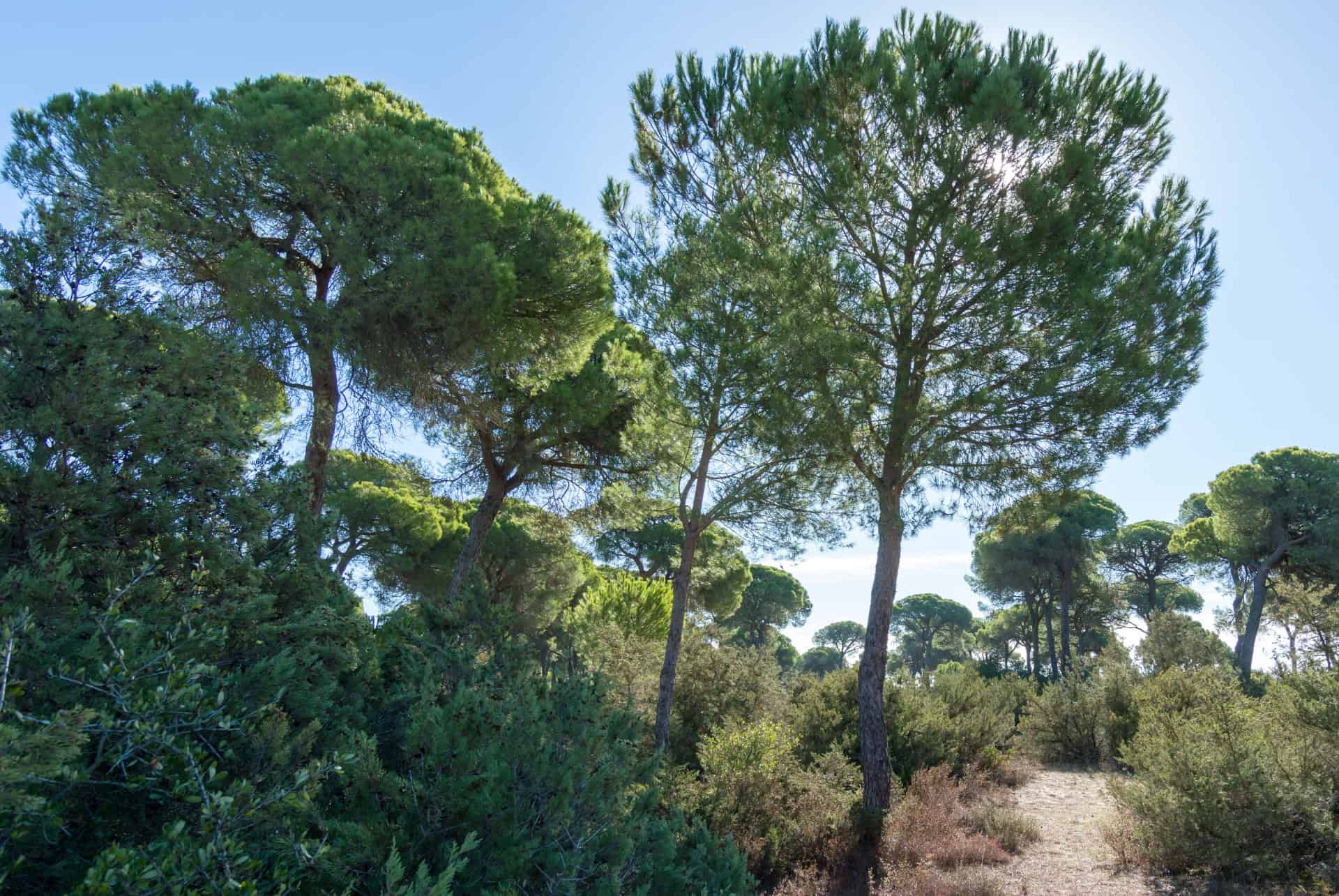 pinede algaida parc naturel de donana